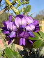 Coral Bean